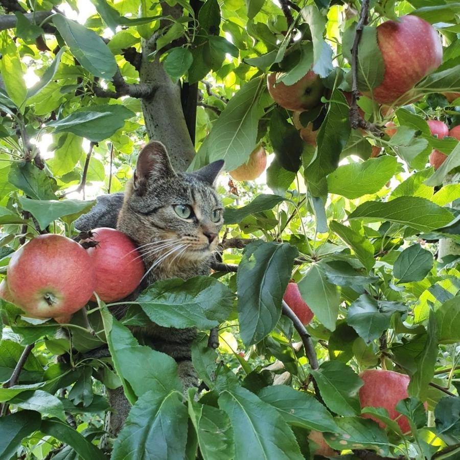 Mareinhof Vetzan-Apples,Apartment&More Сіландро Екстер'єр фото